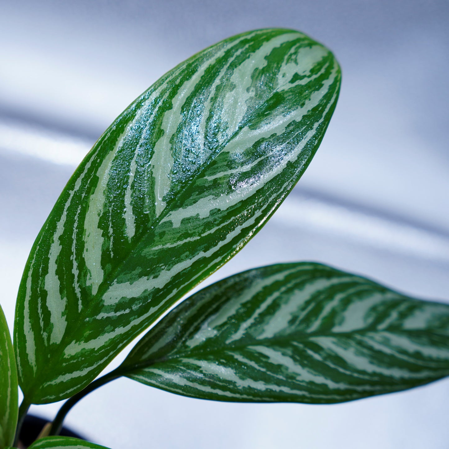 ＜カーティシー＞Aglaonema Nitidum “Curtisii” UND220625B