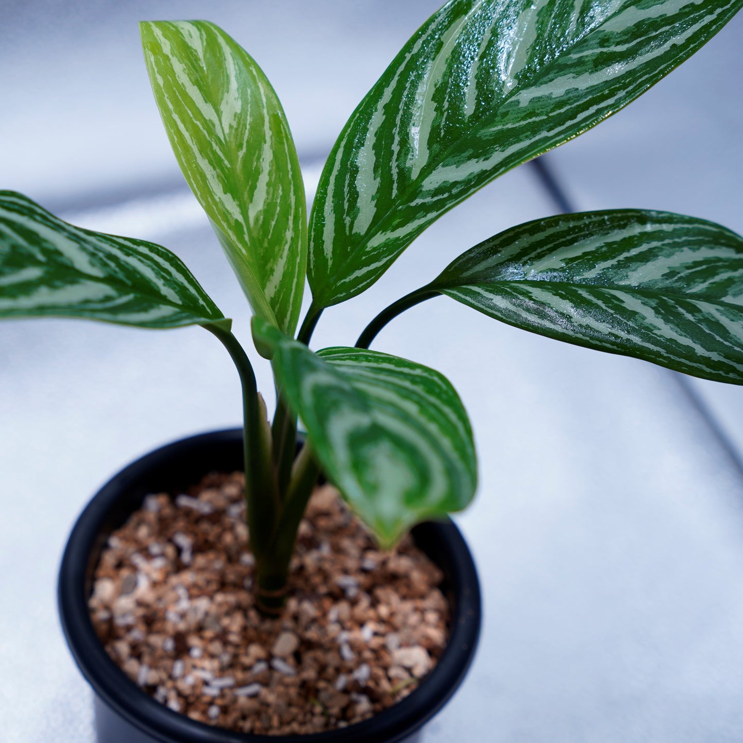 ＜カーティシー＞Aglaonema Nitidum “Curtisii” UND220625B