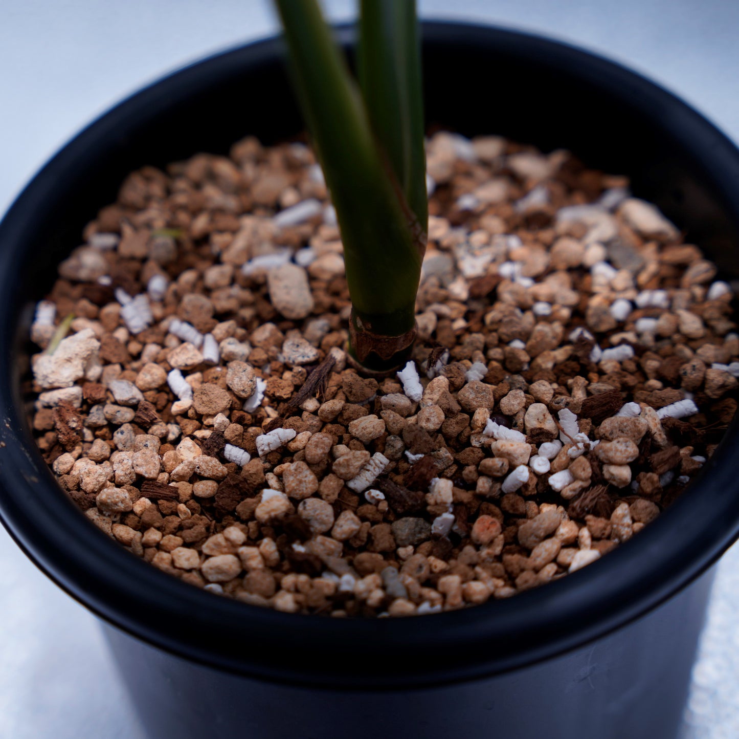 ＜カーティシー＞Aglaonema Nitidum “Curtisii” UND220625B