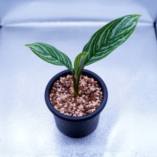 ＜カーティシー＞Aglaonema Nitidum “Curtisii” UND220703B