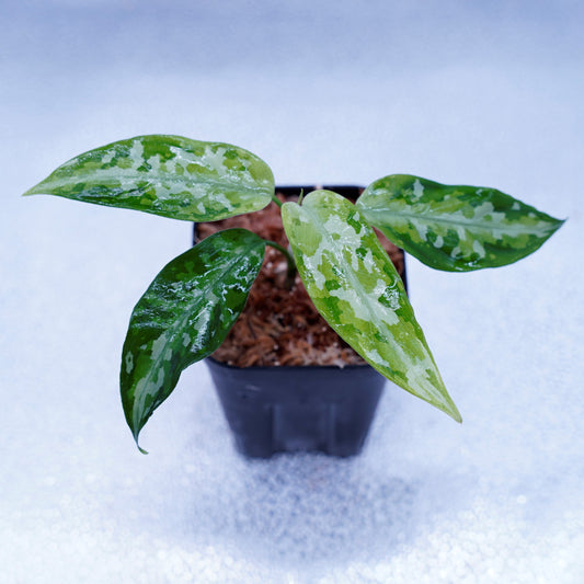 ＜オリジナル＞Aglaonema Pictum Tricolor UND “COLETTE”