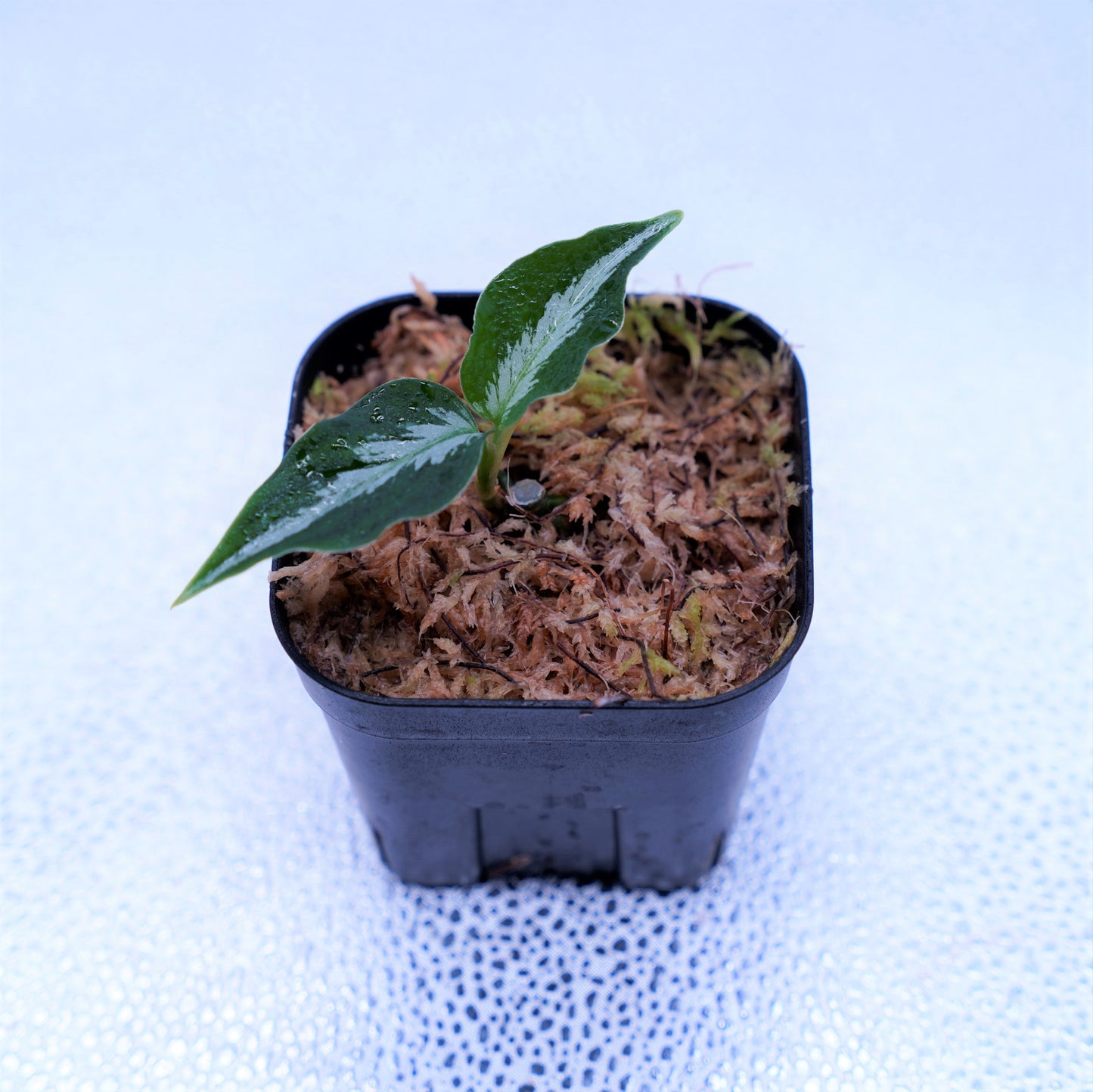 Aglaonema pictum吹雪(13冬)from Sibolga timur【AZ0813-4】アグラオネマ - 観葉植物