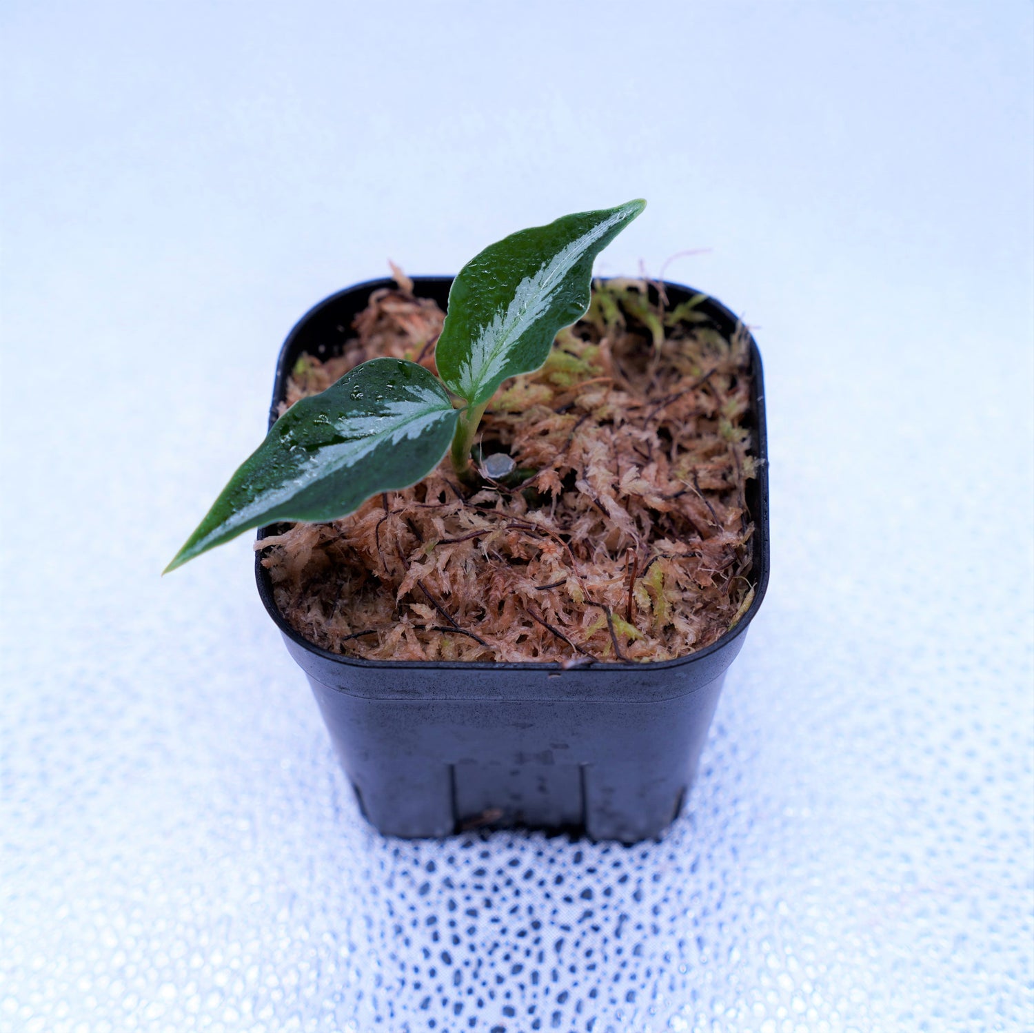 観葉植物Aglaonema pictum Laplace箱個体【アグラオネマピクタム】