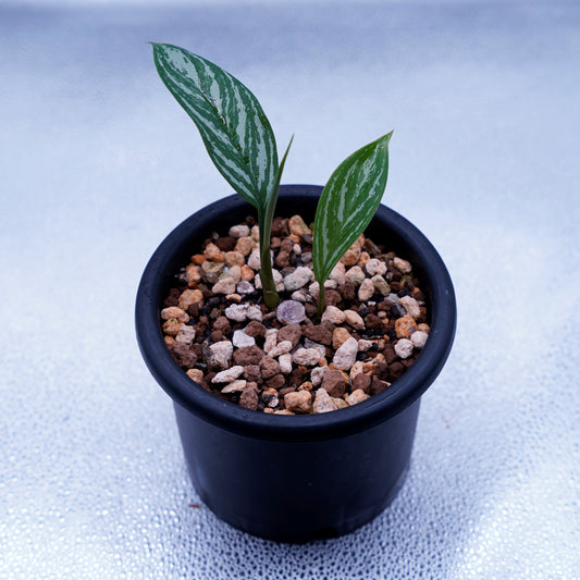 ＜カーティシー＞Aglaonema Nitidum “Curtisii” UND220724A