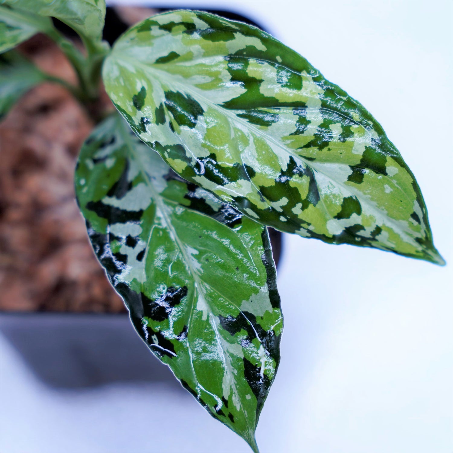 AZ便＞ Aglaonema Pictum 【Laplace】箱個体 UC from Sibolga timur “AZ 0213－5C” –  undried