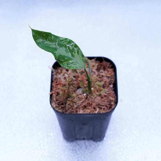 ＜TZ便＞Aglaonema Pictum Argentum【T-090719-b-x-3】