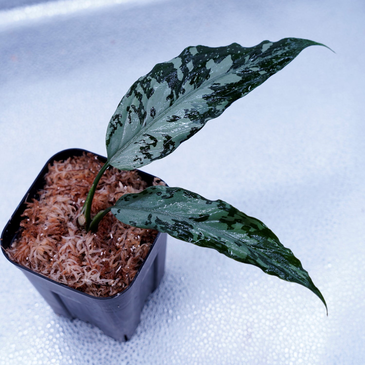 Aglaonema Pictum Tz-100819-b-3アグラオネマピクタム - 観葉植物