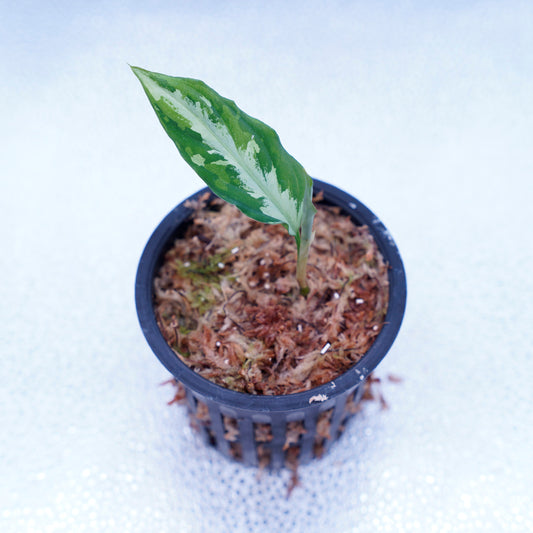 ＜Grow Aquarium＞Aglaonema Pictum “夢観極彩 千眼葉”