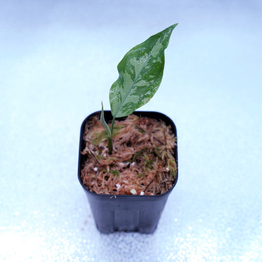 ＜TZ便＞Aglaonema Pictum Argentum【T-090719-b-x-3】