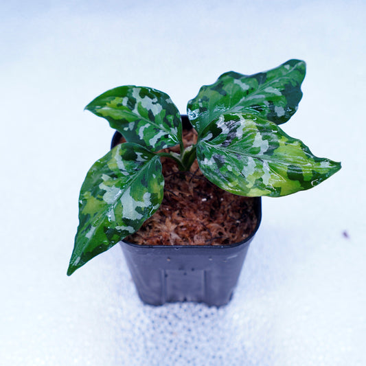 ＜出射便＞Aglaonema Pictum Tricolor “Andaman” Port Blair