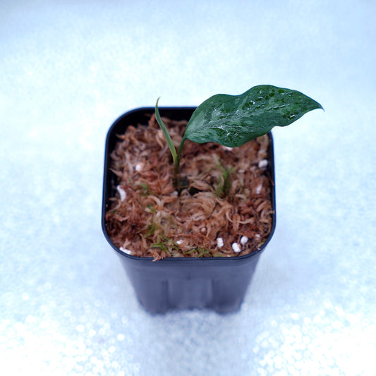 ＜TZ便＞Aglaonema Pictum Argentum【T-090719-b-x-3】