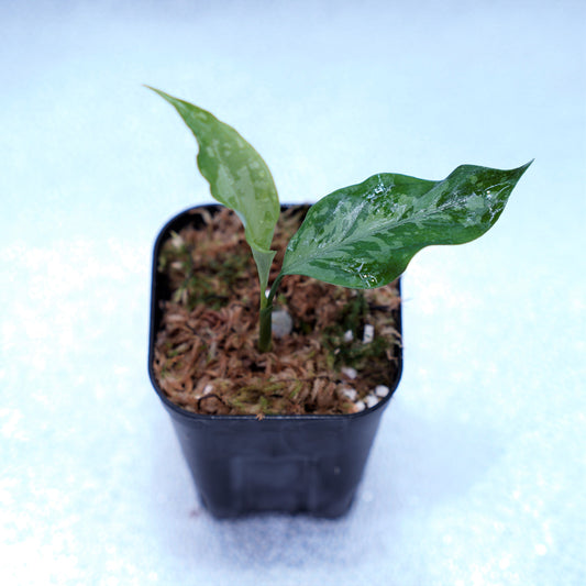 ＜TZ便＞Aglaonema Pictum Argentum【T-090719-b-x-3】