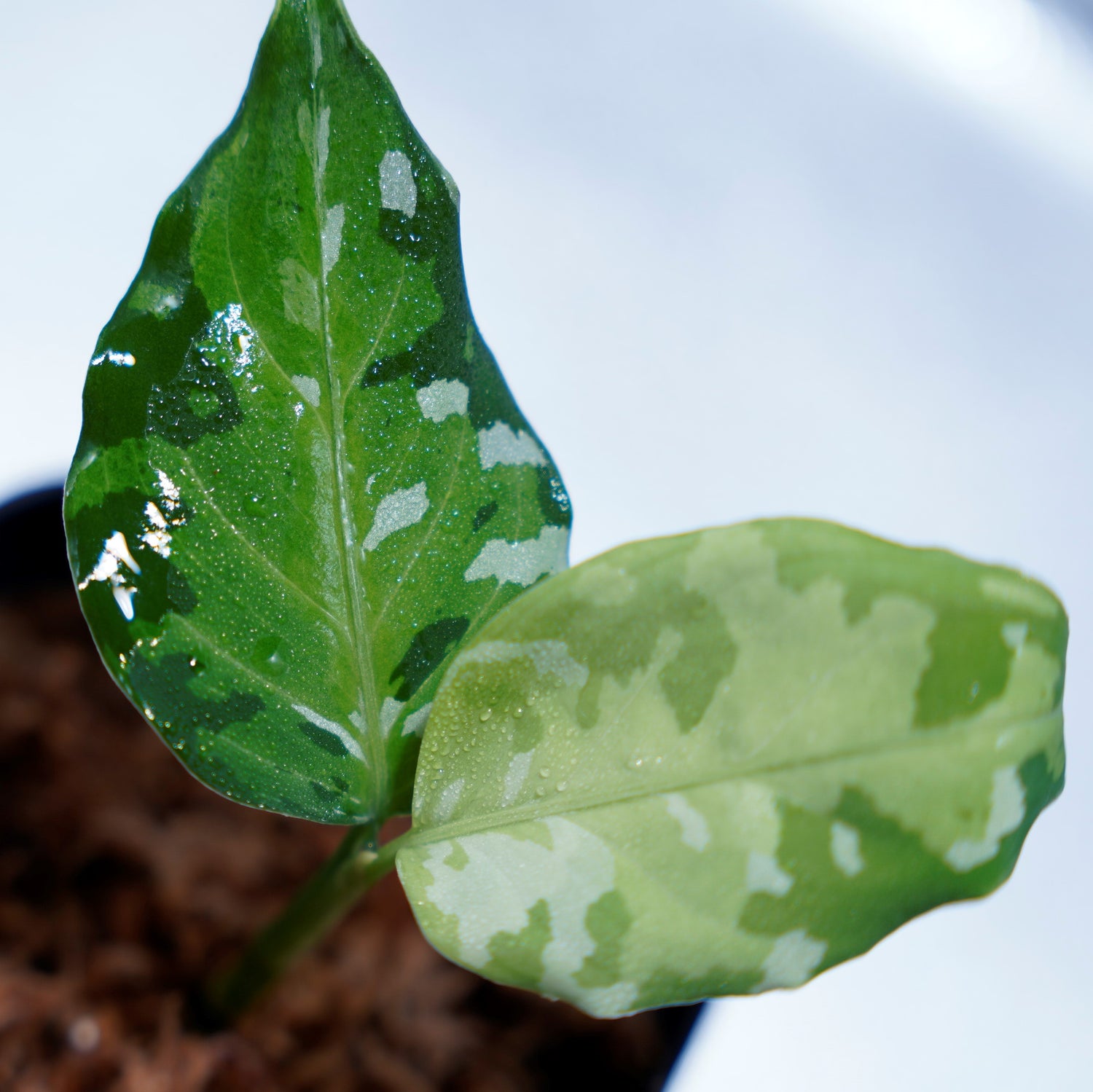 ＜出射便＞Aglaonema Pictum Tricolor “Andaman” Port Blair