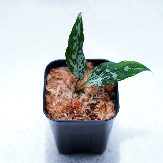 ＜TZ便＞Aglaonema Pictum Aceh 【T-291219-b5産地】