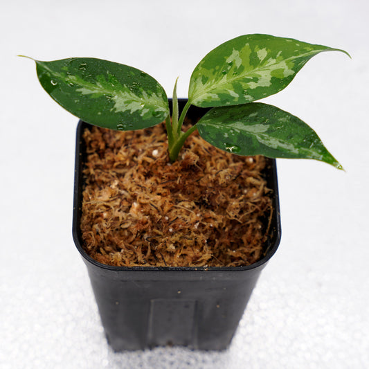 ＜TZ便＞Aglaonema pictum Aceh 【T-131220-b-6 Multicolor Type B】