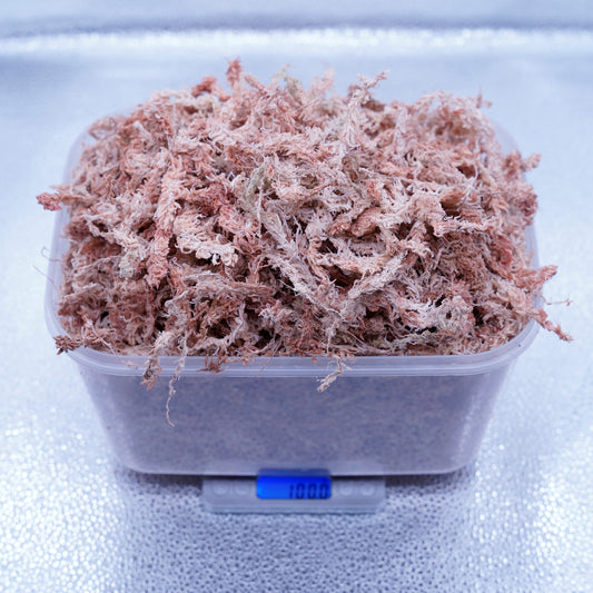 <最高級水苔>5Aランク水苔100グラム ※送料込み