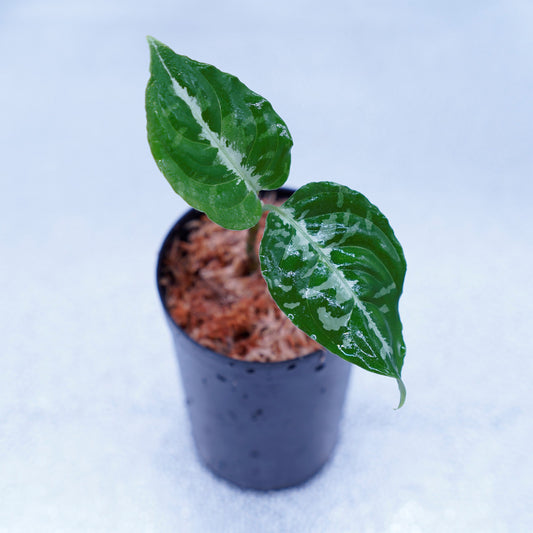 ＜Grow aquarium＞Aglaonema Pictum “Kronos”