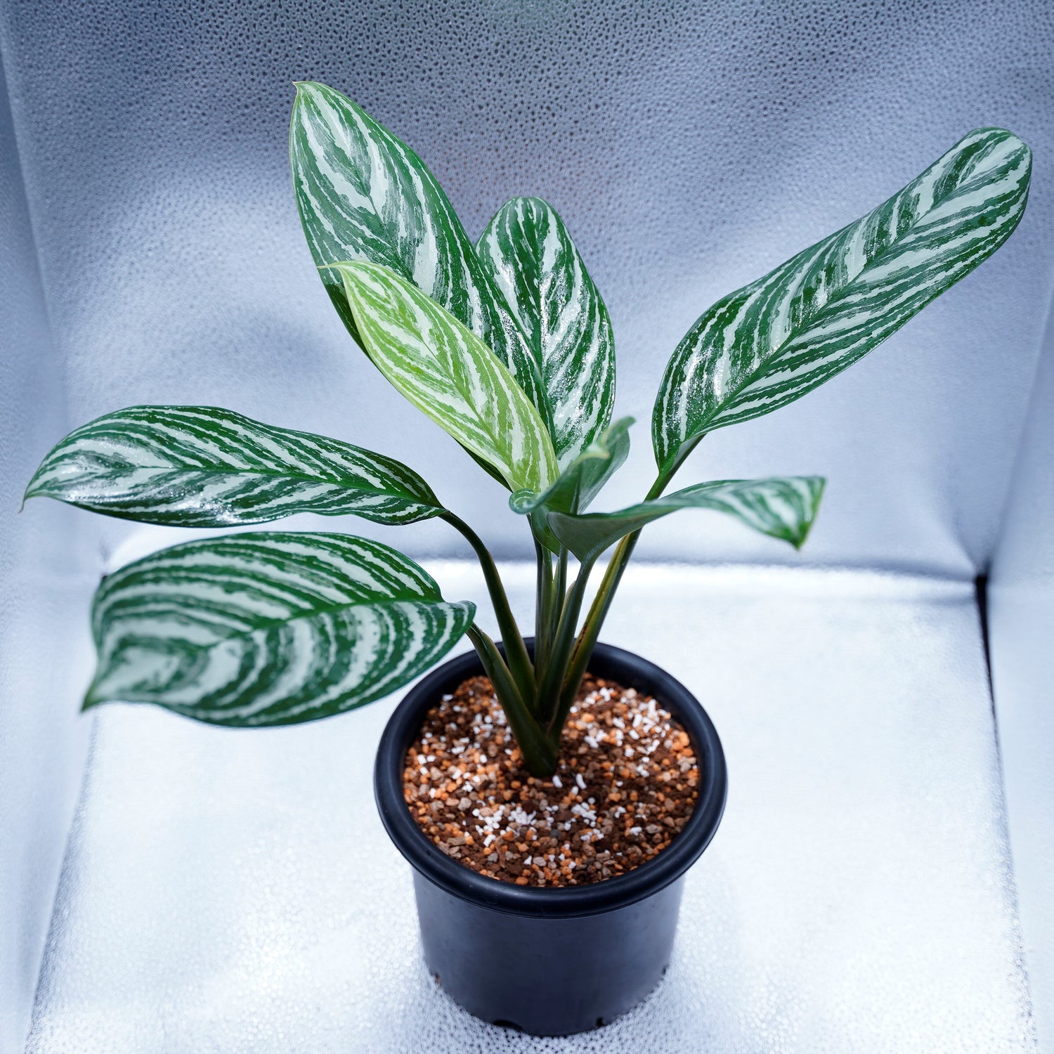 <カーティシー>Aglaonema Nitidum “Curtisii” UND220408 – undried