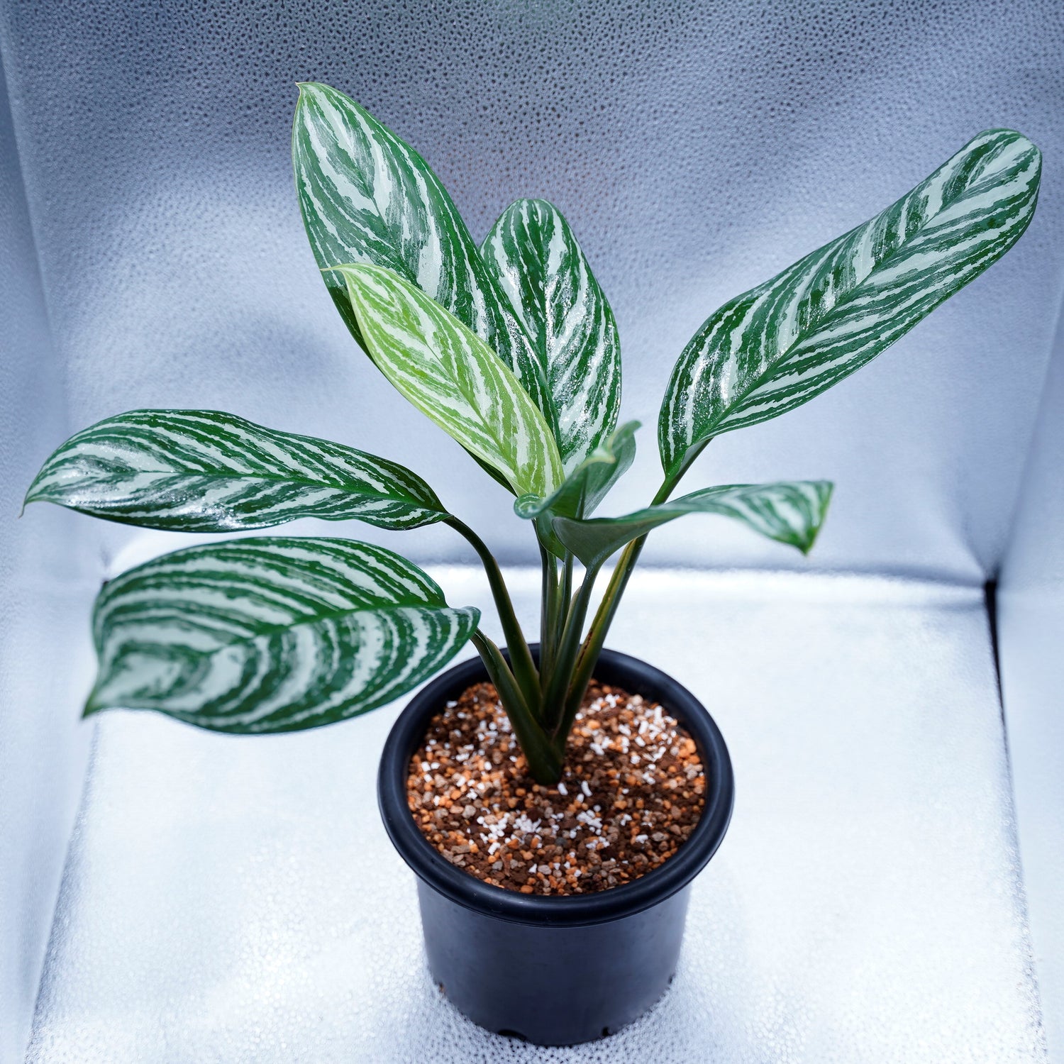 現品】アグラオネマ ニティドゥム カーティシー - 植物/観葉植物