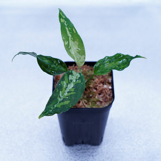 ＜TZ便＞Aglaonema Pictum Aceh 【T-031118 β産地】