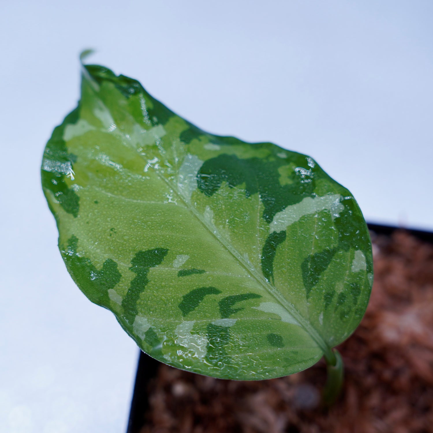 ＜出射便＞Aglaonema Pictum Tricolor “Andaman” Port Blair