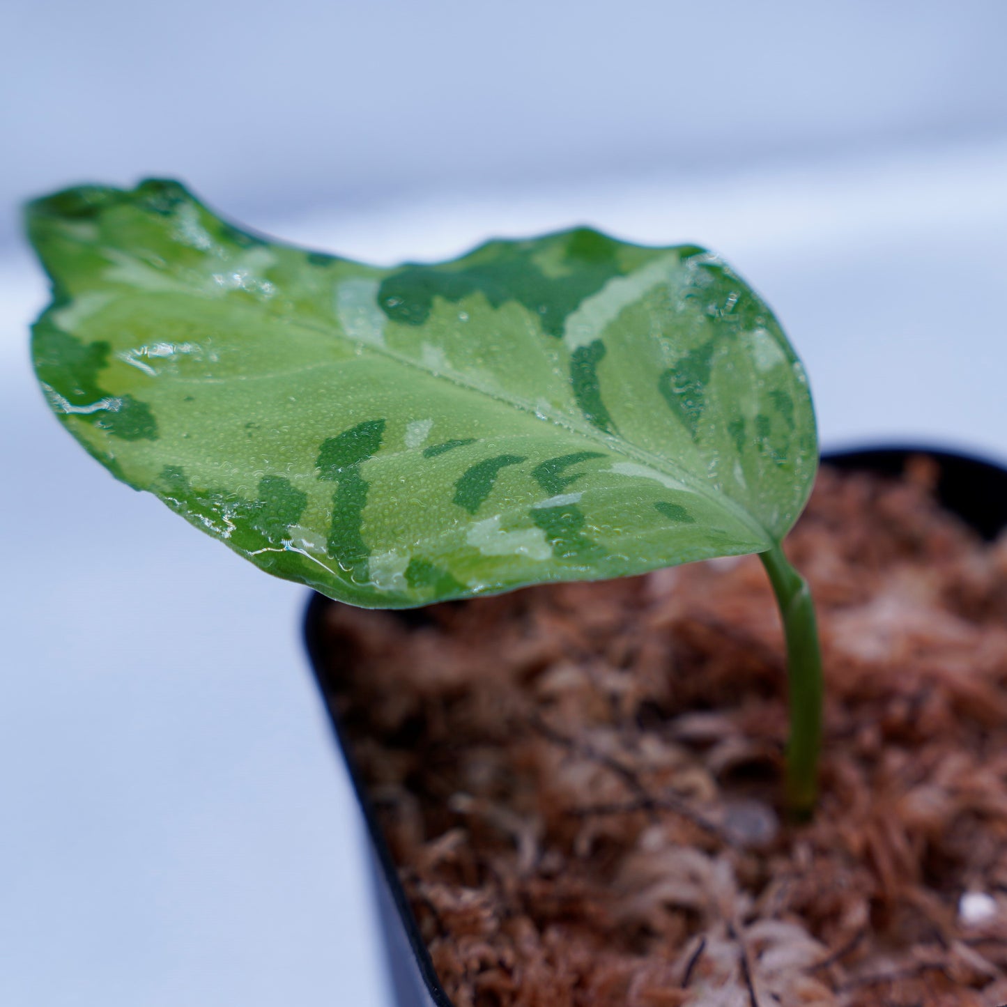 ＜出射便＞Aglaonema Pictum Tricolor “Andaman” Port Blair