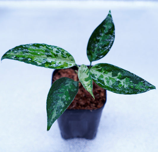 ＜TZ便＞Aglaonema Pictum Aceh 【T-131220-b-6 Multicolor Type B】