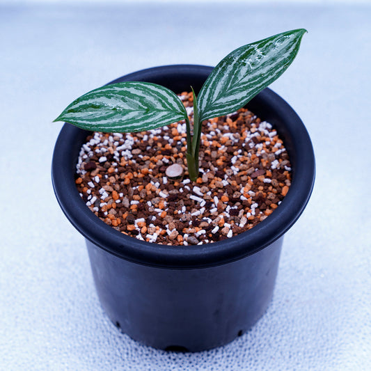 ＜カーティシー＞Aglaonema Nitidum “Curtisii” UND220419