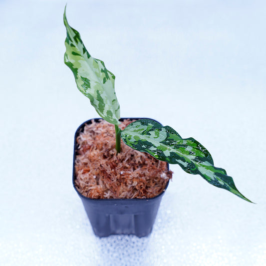 ＜LA便＞Aglaonema Pictum Tricolor 【LA0819-01b】