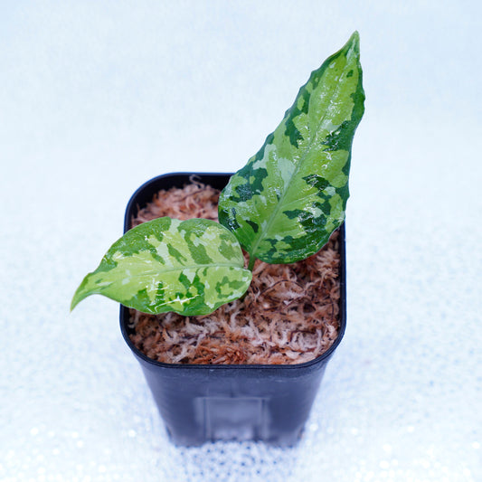 ＜出射便＞Aglaonema Pictum Tricolor “Andaman” Port Blair