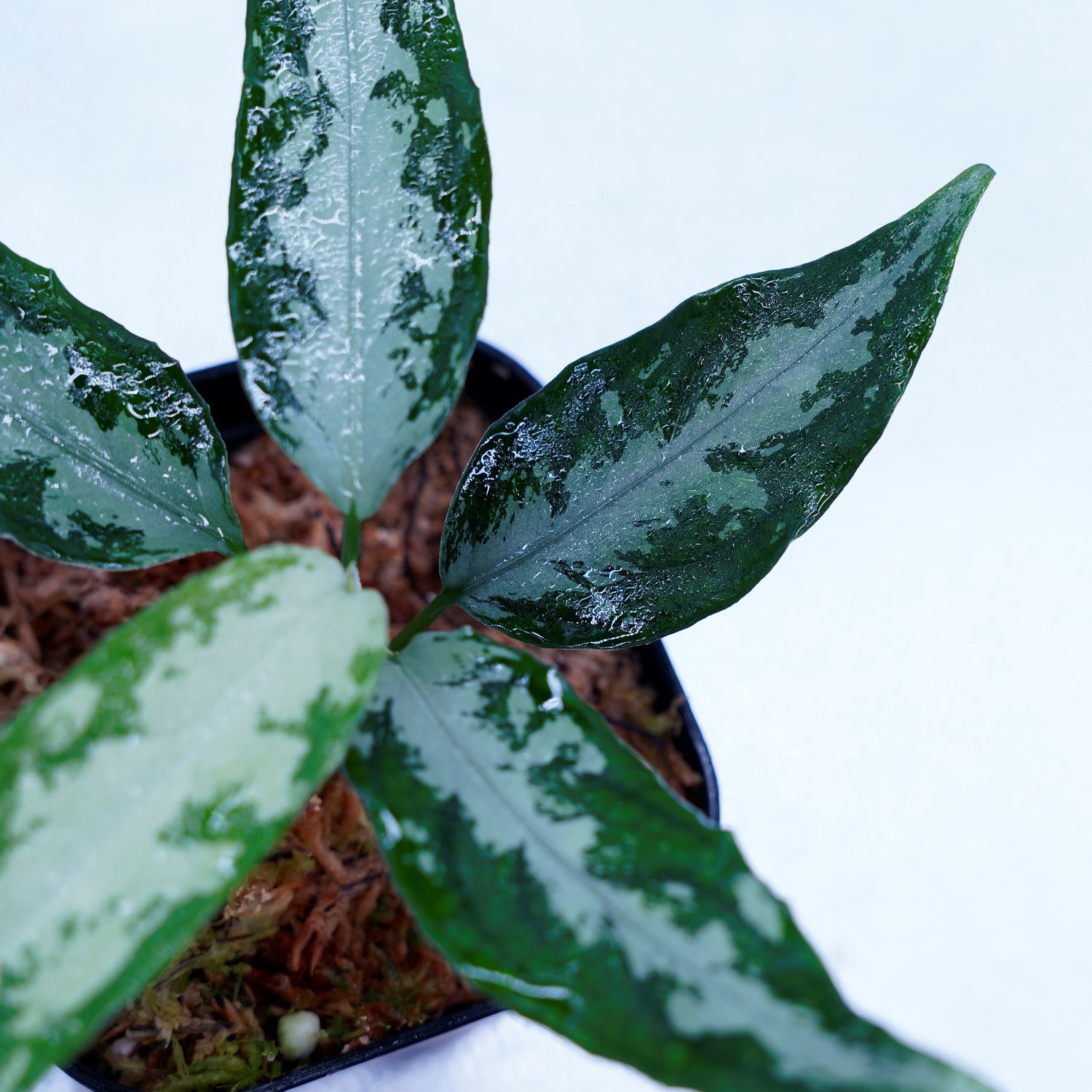 最終画像→お届け日時の目安LA便 Aglaonema pictum しるば～らいん