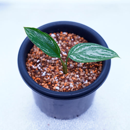 ＜カーティシー＞Aglaonema Nitidum “Curtisii” UND220430