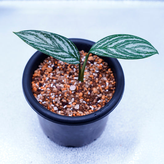 ＜カーティシー＞Aglaonema Nitidum “Curtisii” UND220501