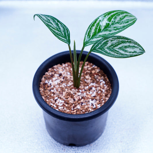 ＜カーティシー＞Aglaonema Nitidum “Curtisii” UND220504