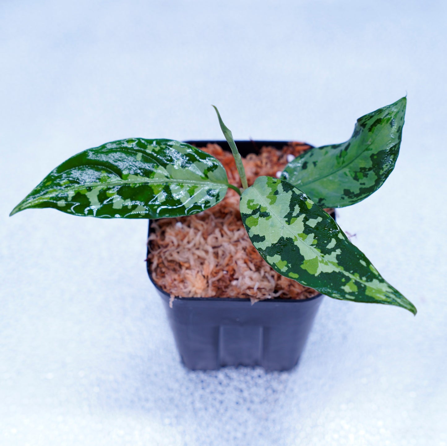 ＜オリジナル＞Aglaonema Pictum Tricolor UND “FINNA”