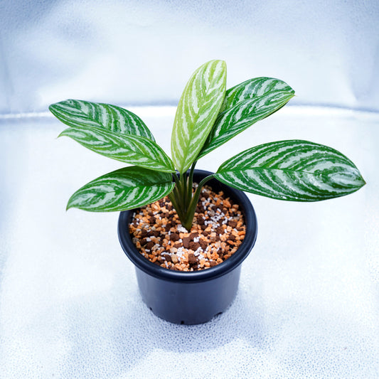 ＜カーティシー＞Aglaonema Nitidum “Curtisii” UND220513