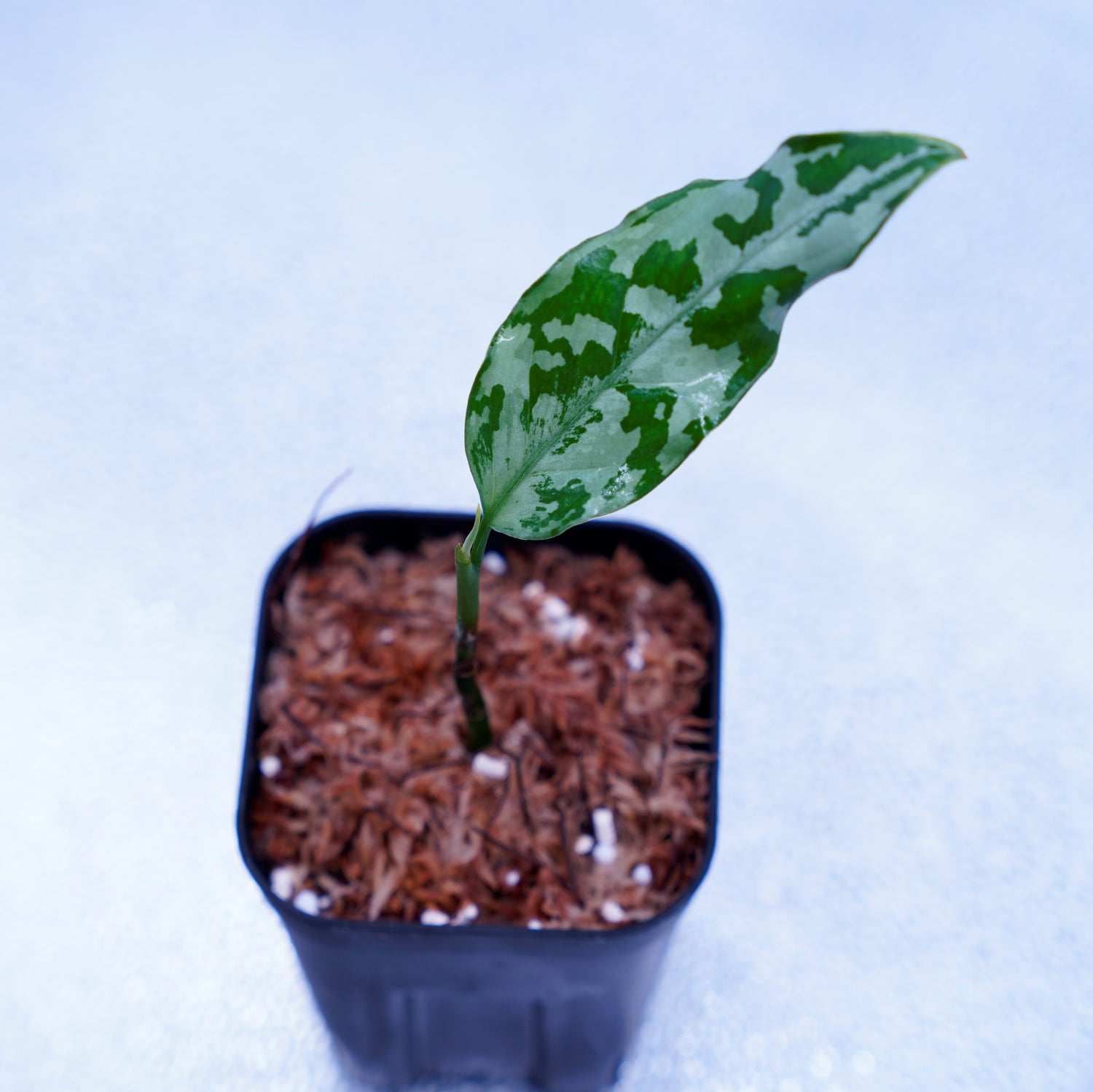 ＜LA便＞Aglaonema Pictum Argentum【しるば～らいん】 LA1115-02j