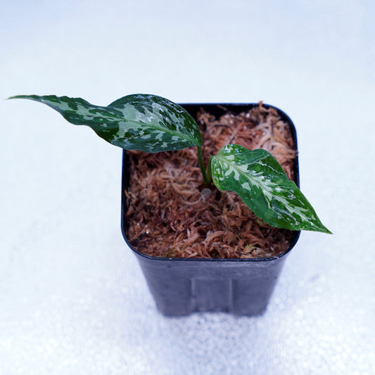 ＜オリジナル＞Aglaonema Pictum Tricolor UND “LITMUS”