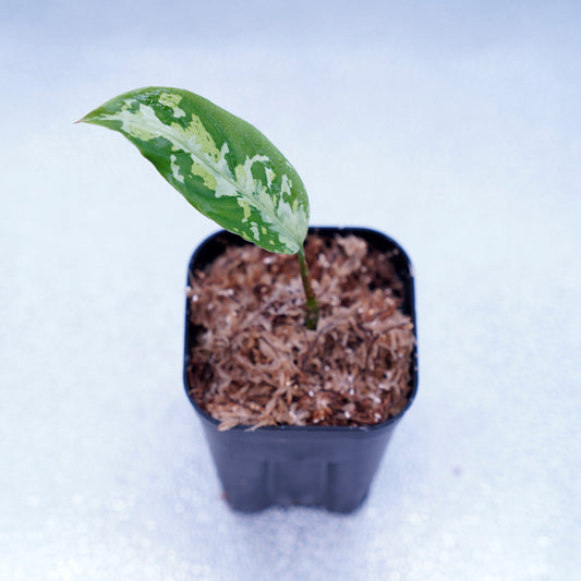 ＜ANG便＞Aglaonema Pictum ”Model-White Bulan” From Pulau Nias 【ANG-PF-00003】