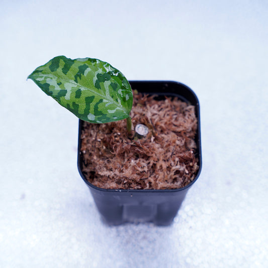 ＜出射便＞Aglaonema Pictum Tricolor “Andaman” Port Blair