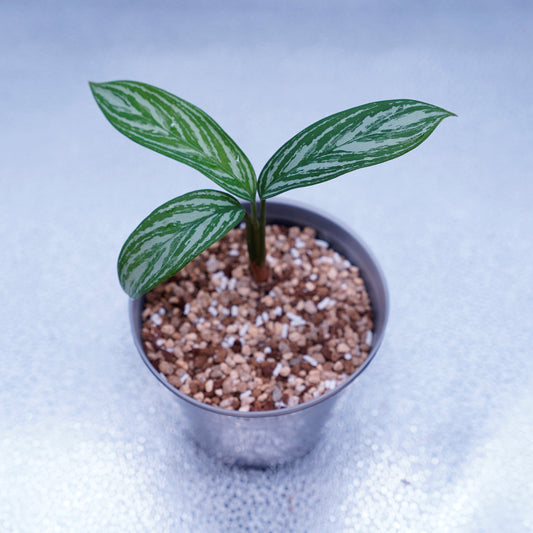 ＜カーティシー＞Aglaonema Nitidum “Curtisii” UND221022