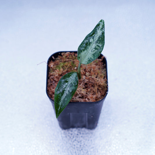 ＜TZ便＞Aglaonema Pictum Tricolor【T-291219 b-5】スプラッシュタイプ