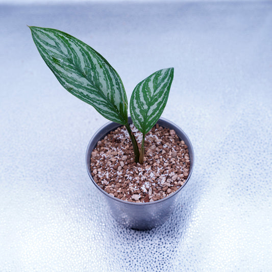 ＜カーティシー＞Aglaonema Nitidum “Curtisii” UND221112