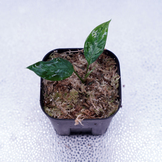 ＜TZ便＞Aglaonema pictum Aceh 【T-131220-b-6 Multicolor Type B】