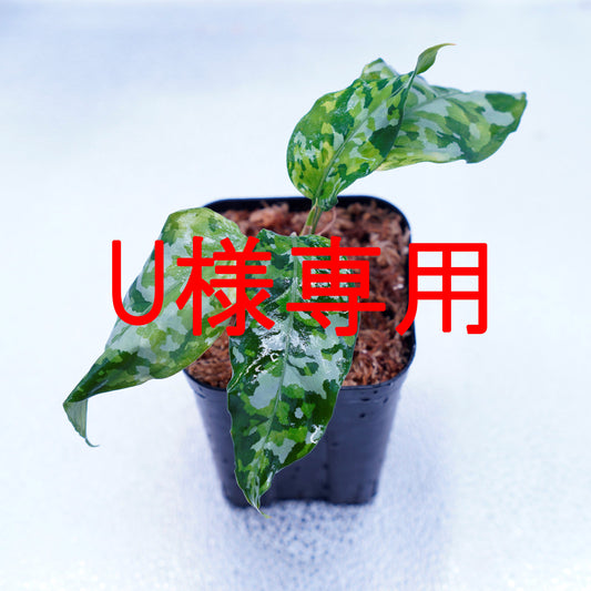 ※U様専用＜出射便＞Aglaonema Pictum Tricolor “Andaman” Port Blair