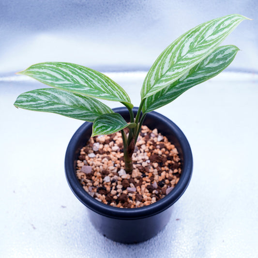 ＜カーティシー＞Aglaonema Nitidum “Curtisii” UND230326