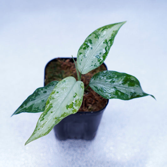 ＜オリジナル＞Aglaonema Pictum Tricolor UND “BENDEL”