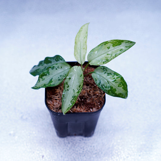 ＜オリジナル＞Aglaonema Pictum Tricolor UND “MIDLAND”