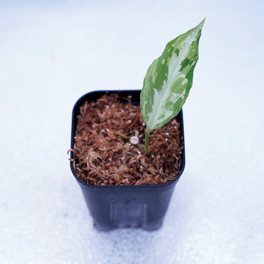 ＜Grow Aquarium＞Aglaonema Pictum “夢観極彩 千眼葉”