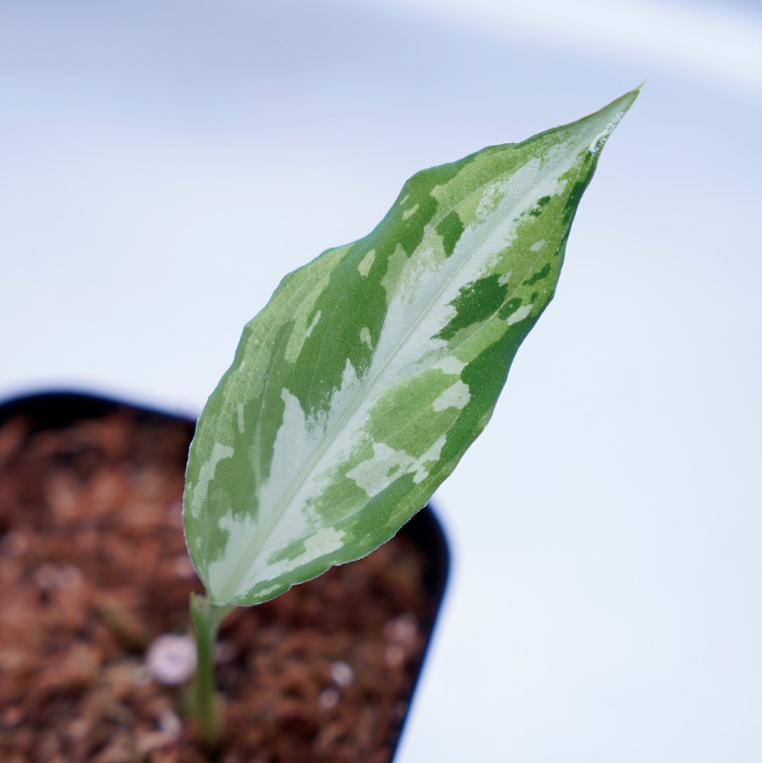 ＜Grow Aquarium＞Aglaonema Pictum “夢観極彩 千眼葉”